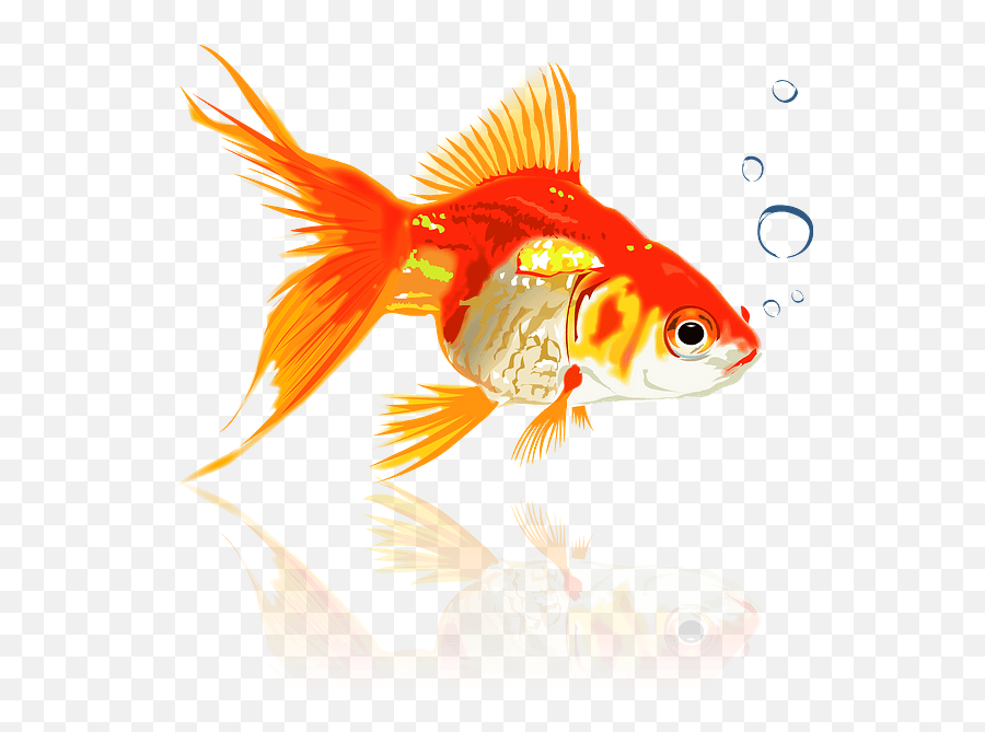 Clipart - Goldfish Png,Goldfish Png