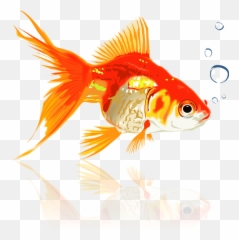 Clipart - Goldfish png