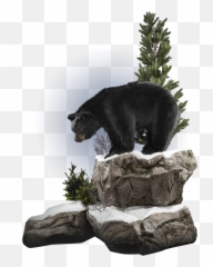Our Work - American Black Bear png