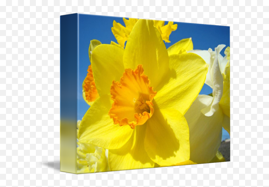 Orange Yellow Daffodil Flower Art Prints Spring By Baslee Troutman Fine - Wild Daffodil Png,Daffodil Png