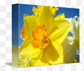 Orange Yellow Daffodil Flower Art Prints Spring By Baslee Troutman Fine - Wild Daffodil Png,Daffodil Png
