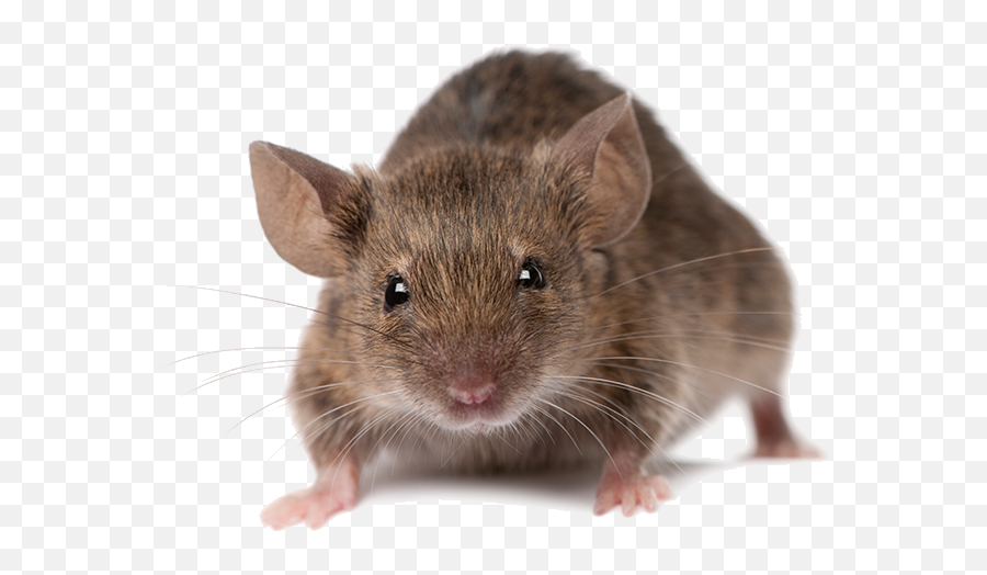 Home Carlsbad Termite Pest Control Damage Repair - Pest Mouse Png,Rodent Png