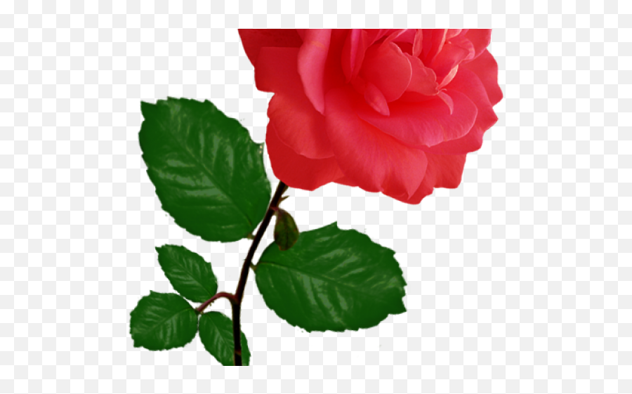 Red Rose Clipart Row - Single Pink Rose Png,Single Rose Png