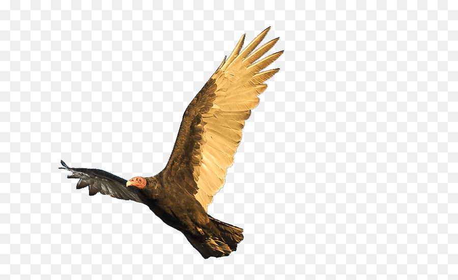 Vulture Control Program Safe Haven Bird Removal And Relocation - Golden Eagle Png,Vulture Transparent