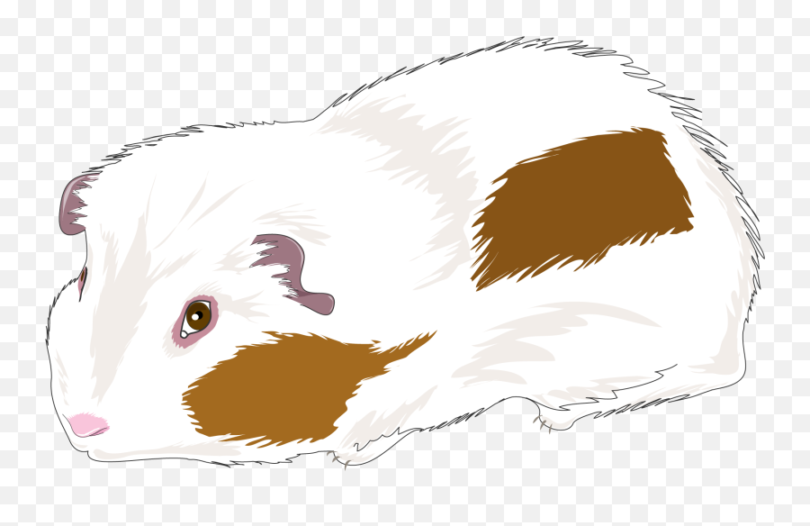 Guinea Pig - Guinea Pig Png,Guinea Pig Png