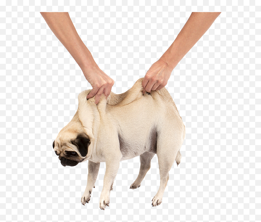 Pug Puppy Cuteness - Pug With Cropped Ears Png,Pug Transparent