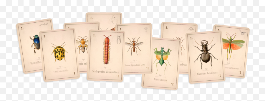 Arboretum 2019 - Millipedes Png,Bugs Png