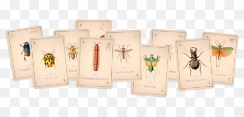 Arboretum 2019 - Millipedes Png,Bugs Png