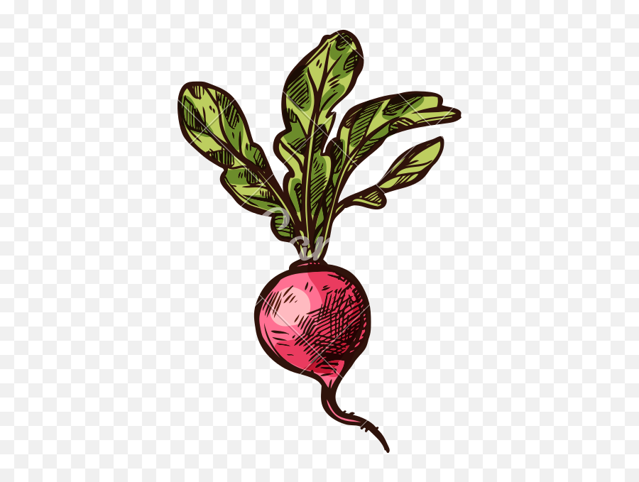 Radish Vector Sketch Vegetable Icon - Radish Sketch Png,Vegetable Icon Vector