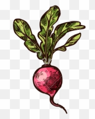 Radish Vector Sketch Vegetable Icon - png