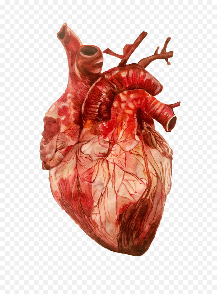 Of Anatomical Heart Study - Human Heart Images Hd Png,Anatomical Heart Png