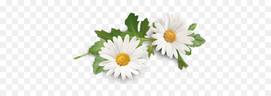 Barberton Daisy Oxeye Gerbera - Chamomile Transparent Png,Daisy Png