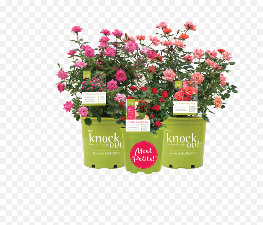 The Knock Out Family Of Roses Png Flower Bed