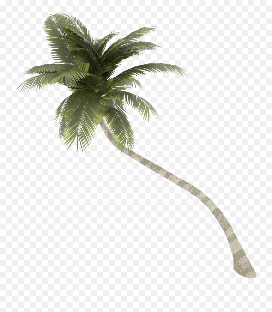 Coconut Tree Png Palm Free Download - Coconut Tree Transparent ...