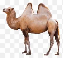 Camel Logo Transparent Png Clipart - Background