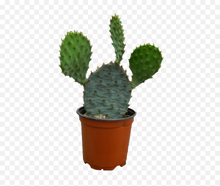 Cactus Clipart - Cactus Plant Png,Cactus Clipart Png