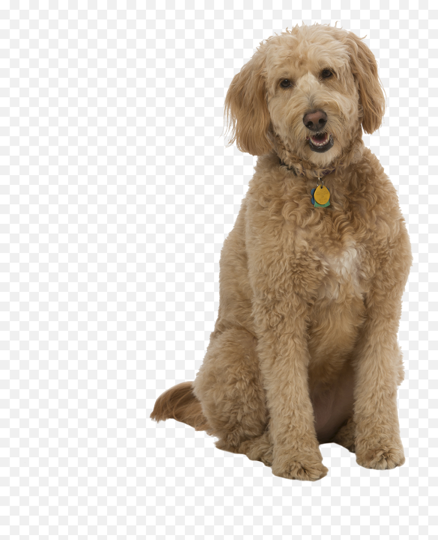 Standard Poodle Golden Retriever Goldendoodle Miniature - Golden Doodle Png,Golden Retriever Transparent Background