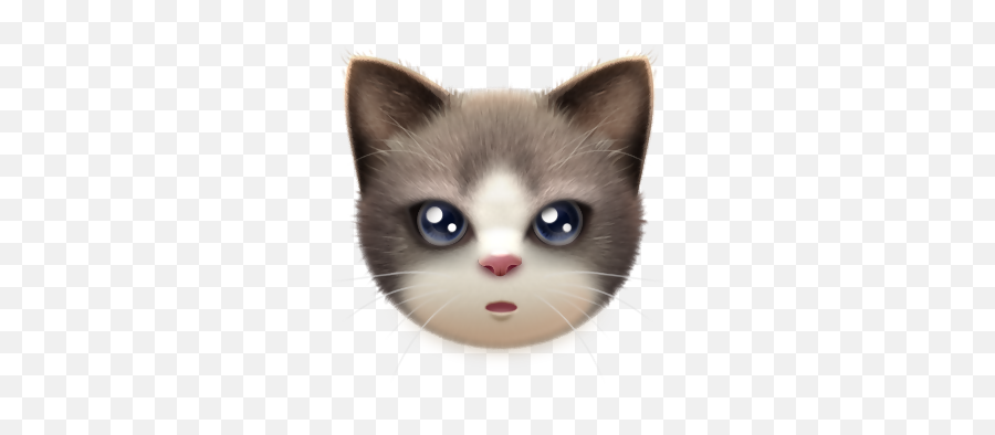 Kitten Whiskers Cat Portable Network - Transparent Cat Face Png,Cat Face Transparent Background