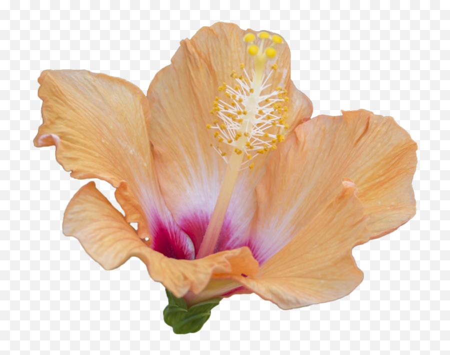 Hibiscus Image Transparent U0026 Png Clipart Free Download - Ywd Shoeblackplant,Hibiscus Png