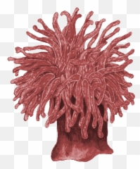Magicofaquariapart1 - Revision 126 Graphics Carving Png,Anemone Png