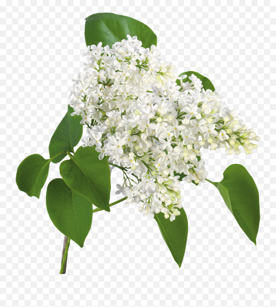 Publicado En Flores Png - White Lilac Png,Lily Of The Valley Png