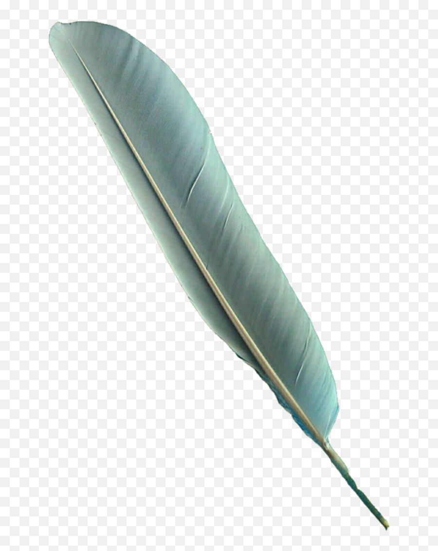 Download Bird Feather Png - Bird Feather Pen Png Full Size Parrot Feather Transparent Png,Feather Png