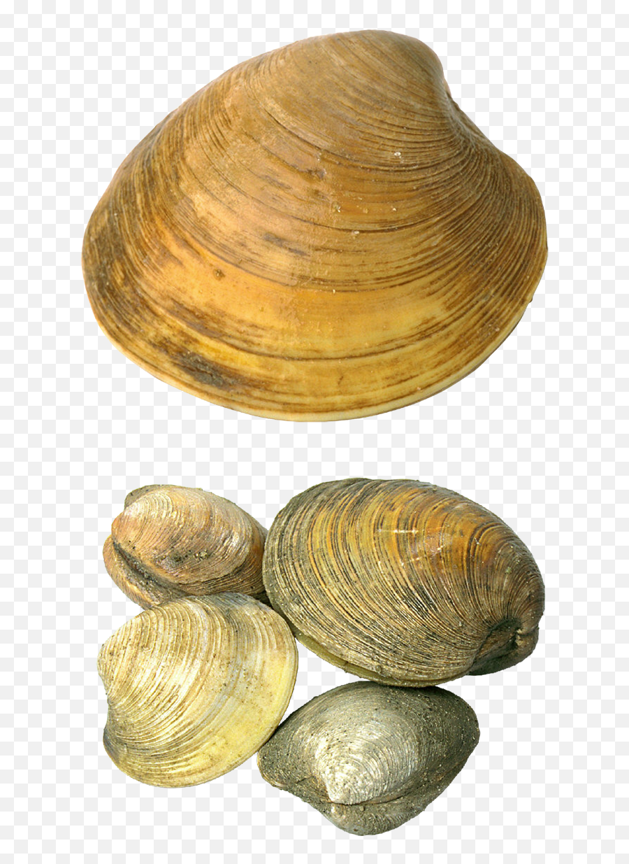 Transparent Seashells Png Picture - Sea Shells Transparent,Seashells Png