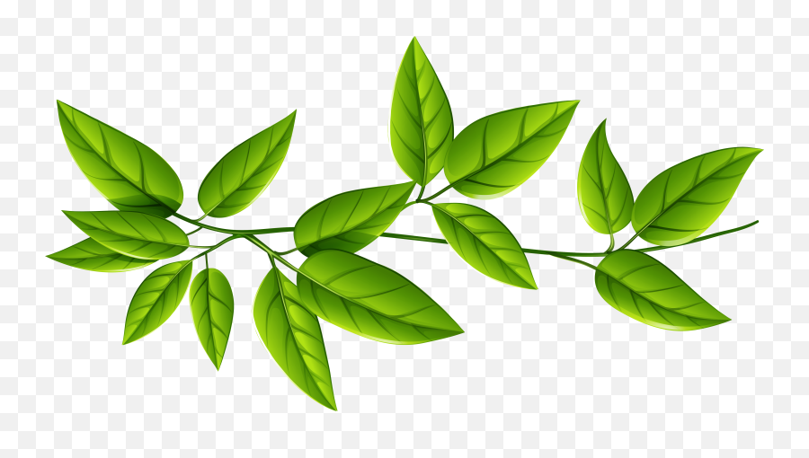 Leaf Green Clip Art - Green Leaves Transparent Background Png,Leaf Transparent Background