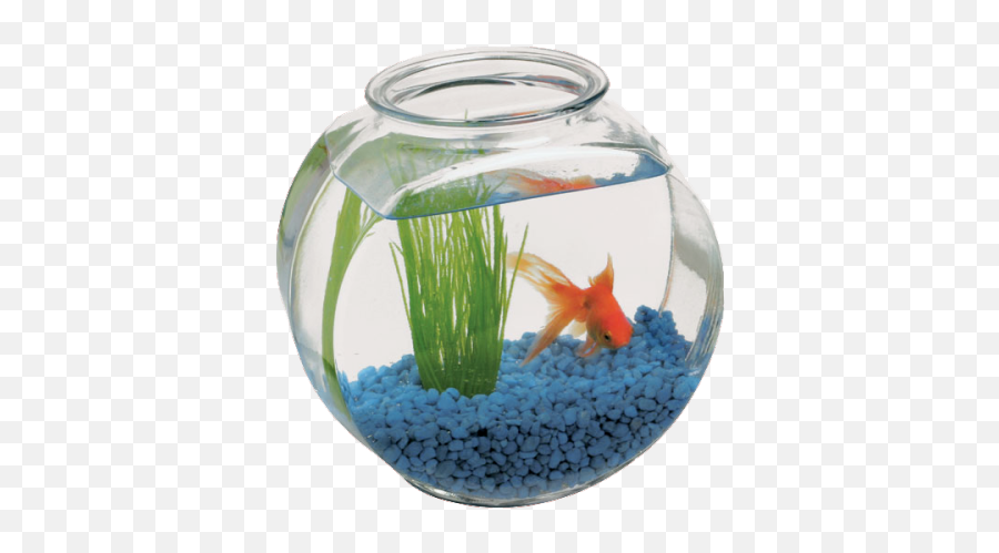 Download Fish - 2 Gallon Fish Bowl Png,Fishbowl Png