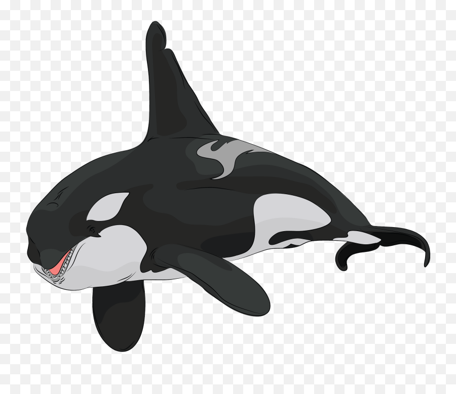 Killer Whale Clipart Png