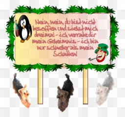Snappygoat - For Holiday Png,Yorkie Png