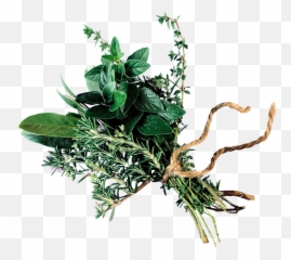 Beekepers U2013 Beekeeping Products - The Housearomatic Herbs Agastya Haritaki Png,Herb Png