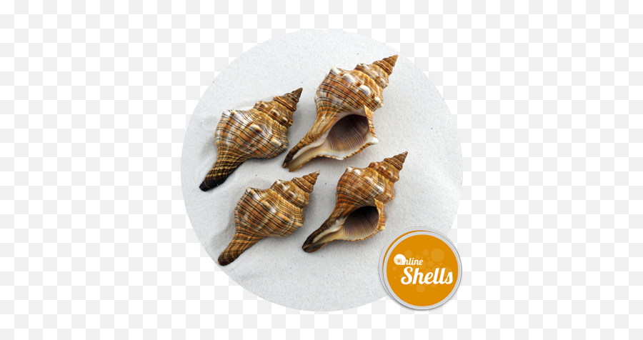 Foxhead Large 75 - 10cm Online Shells Buy Sea Shells Lovely Png,Fox Head Png