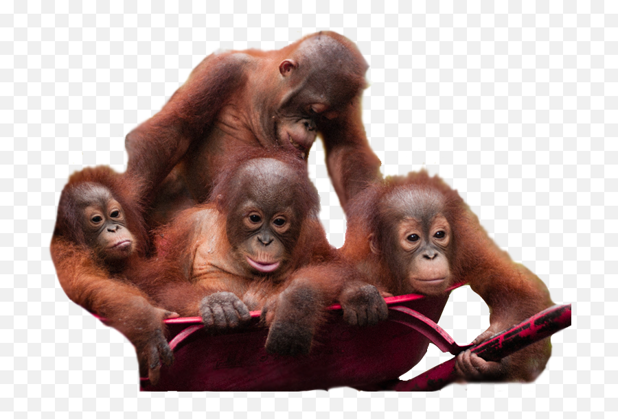 Orangutan Download Png Image - Baby Orangutan Transparent Background,Orang Png