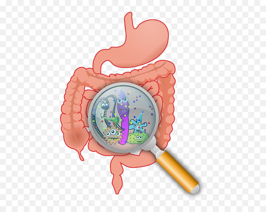 Free Digestive Stomach Vectors - Imagenes De Enzimas Digestivas Png,Intestine Icon