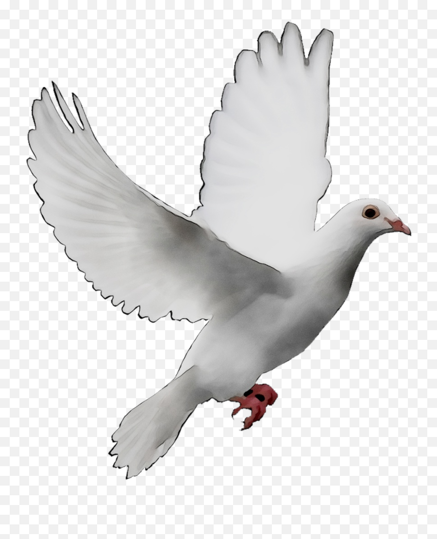 Doves As Symbols Release Dove Peace - Transparent Background Dove Png,Peace Png