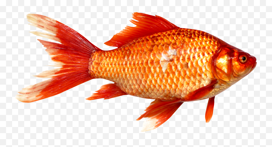 Picture - Red Fish Dream Meaning Png,Ocean Fish Png