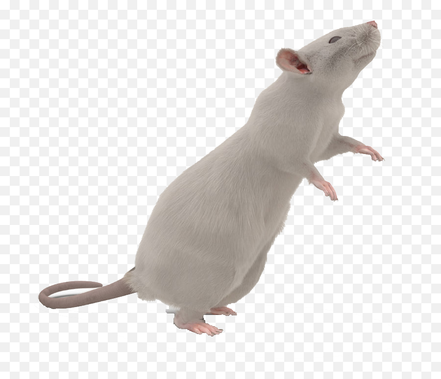 Mouse Png Images Transparent Background - Mouse Transparent Background,Mouse Png