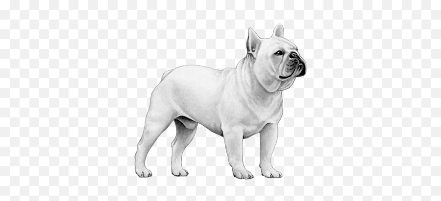 French Bulldog Png Image - Bull And Terrier,Bulldog Transparent Background