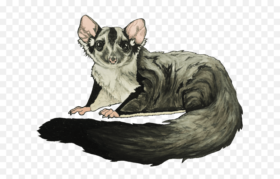 If We Care Can About The Story Png Possum Icon
