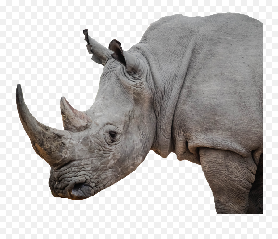 Rhinos - Iapwa Rhinoceros Png,Rhino Png