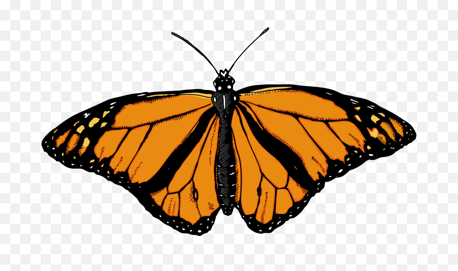 Butterfly Png Transparent Play - Butterfly White Background,????? Png
