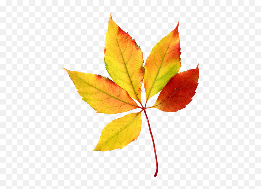 Fall Leaves Autumn Watercolor Sini Ezer Hojas Clip - Autumn Season Leaves Clipart Png,Falling Leaves Transparent