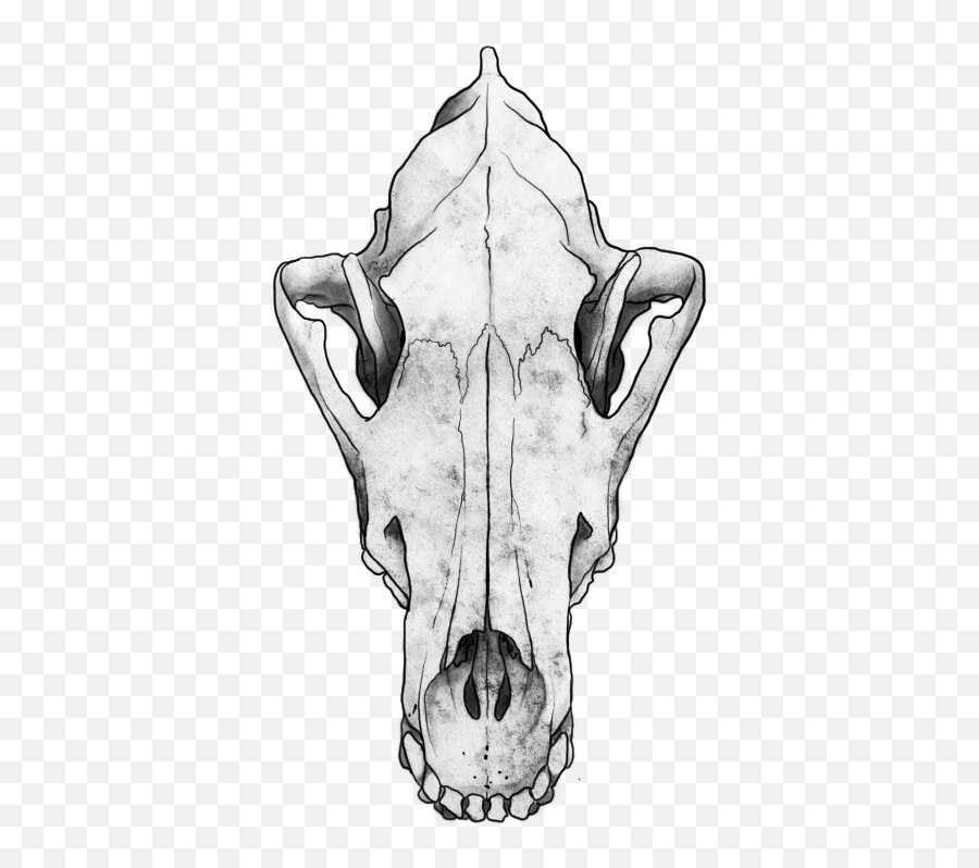 Download Wolf Skull Png Image With No Background - Wolf Skull Transparent Background,Skull Transparent Background