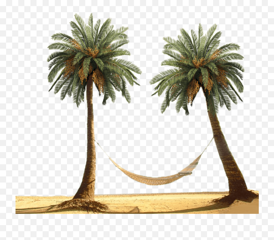 Hammock Between Palm Trees Transparent - Palm Tree Transparent Background Png,Palm Png