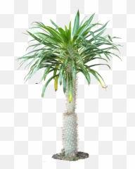 Download Tropical Plants Png - Portable Network Graphics