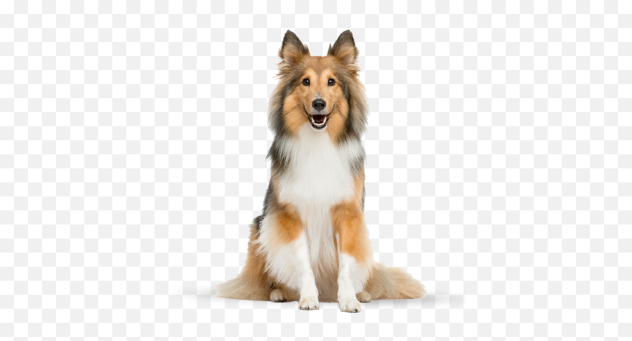 Dog Png Image Beautiful Dogs - Collie Dog Png,Dog Png