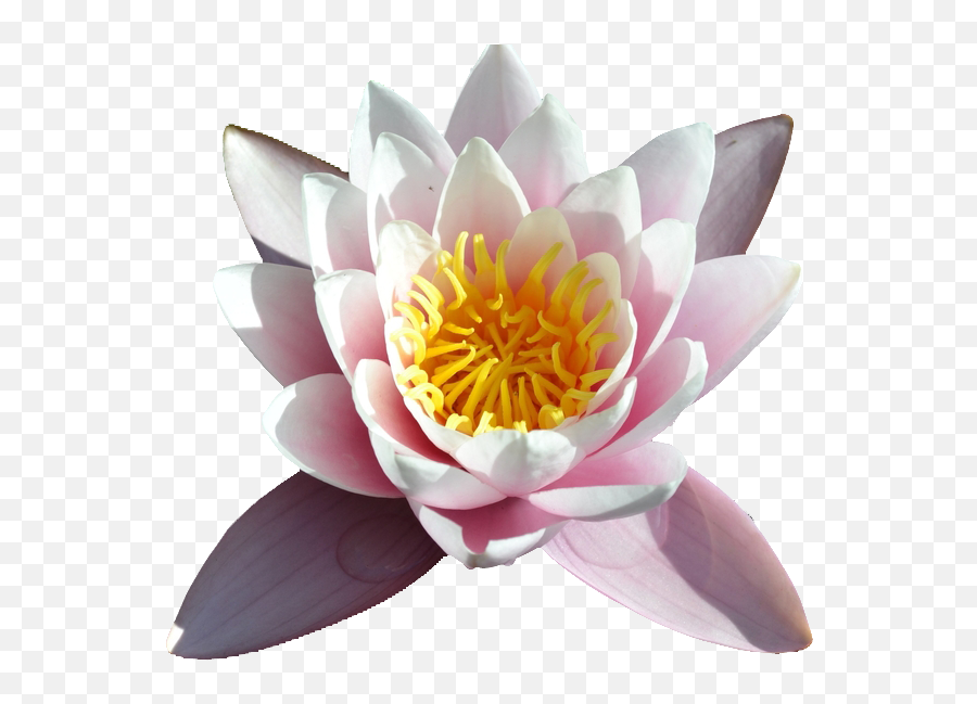 Download Water Lilies - Full Size Png Image Pngkit Sacred Lotus,Lilies Png