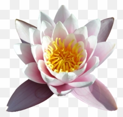 Download Water Lilies - Full Size Png Image Pngkit Sacred Lotus,Lilies Png
