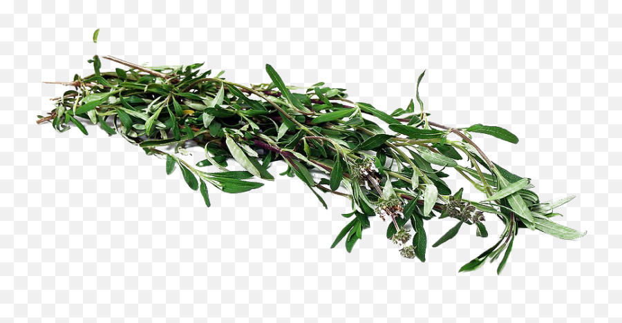 Mexican Bush Sage - Black Sage Trinidad Png,Sage Png